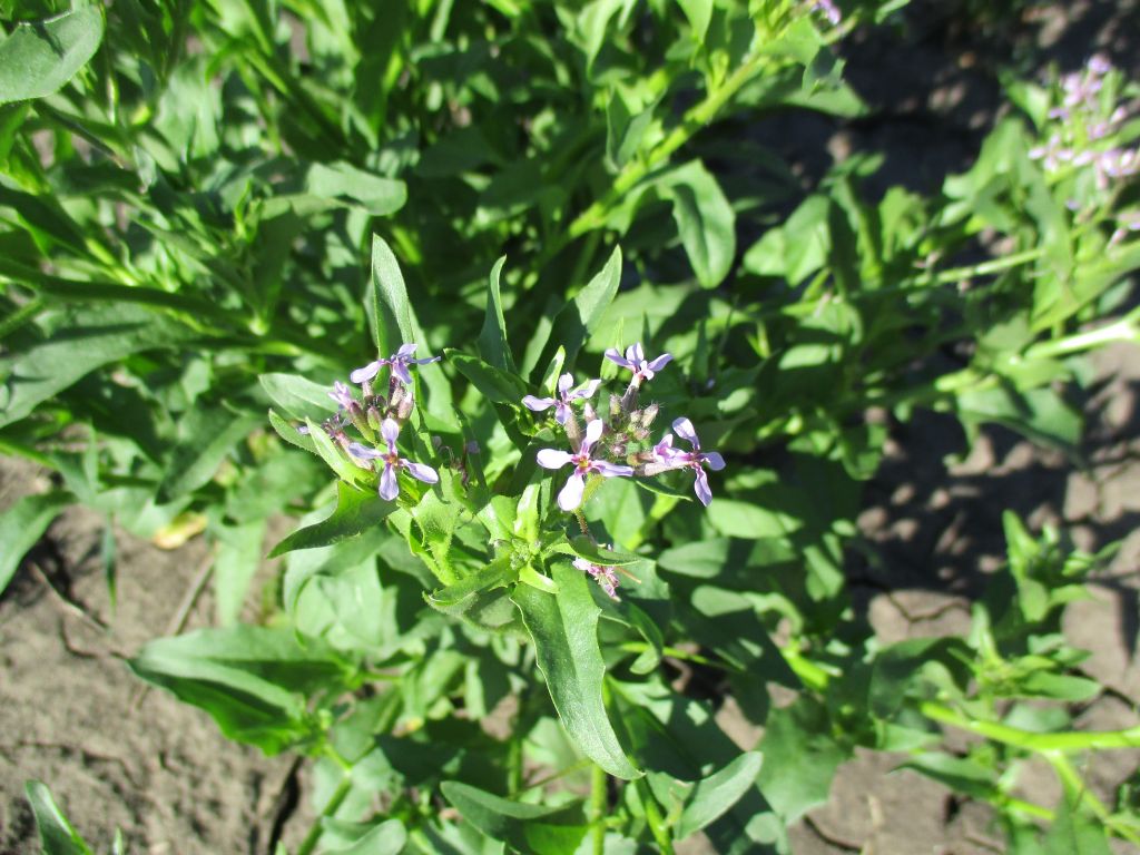 Chorispora tenella (Pall.) DC.
