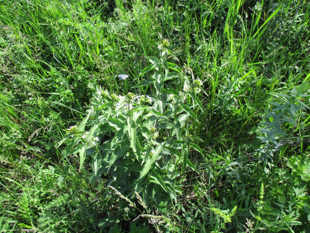 Vincetoxicum hirundinaria Medicus