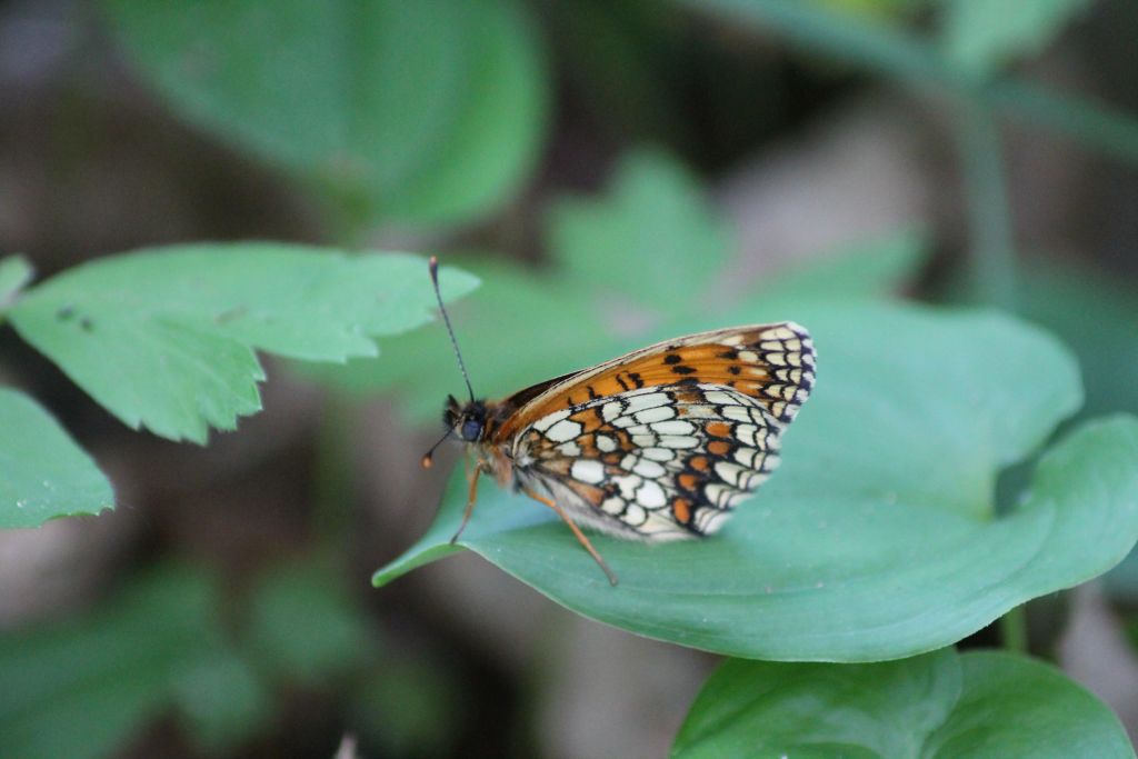 Melitaea