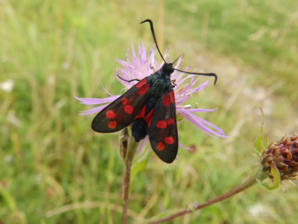 Zygaena