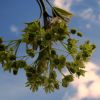 Клен звичайний, гостролистий (Acer platanoides)