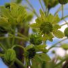 Клен звичайний, гостролистий (Acer platanoides)