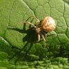 Xysticus (Thomisidae)