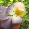 Фіалка польова, Viola arvensis