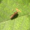 Agrilus (Buprestidae)