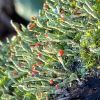 Cladonia macilenta