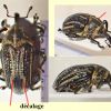 Sternuchopsis haruspax (Faust, 1894)