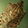 Haliomorpha halis - Мраморный клоп