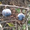 Prunus spinosa - терен колючий