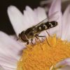 Scaeva pyrastri (Syrphidae, Diptera)