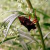 Щитник червононогий (Pentatoma rufipes)