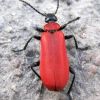 Огниця-червениця (Pyrochroa coccinea)