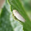 Cicadellidae (Hemiptera)