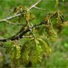 Дуб черещатий. Дуб чересчатый.  Quercus robur (3)