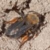 Andrena clarkella ? Andrena bicolor ?