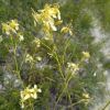 Brassica elongata subsp. integrifolia (Boiss.) Breistr.