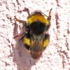 Bombus (Apidae)