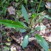 Нечуй-вітер лісовий. Ястребинка лесная. Hieracium silvaticum