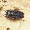 Xylocopa valga (Apidae)