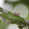 Мetcalfa pruinosa, Say  -  Цикадка белая цитрусовая