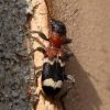 Мурахожук звичайний, Пістряк мурашиний (Thanasimus formicarius)