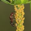 Formica (Formicidae, Hymenoptera)