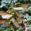 Клен-явір. Клён ложноплатановый. Acer pseudoplatanus