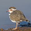 Three-banded plover
