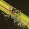 Lasius niger (Formicidae, Hymenoptera)