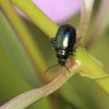 Chrysomelidae (Coleoptera)