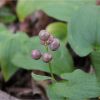 Веснівка дволиста. Майник двулистный. Maianthemum bifolium