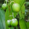 Конвалія травнева. Ландыш майский. Convallaria majalis (6)