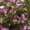 Catharánthus róseus