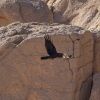 Corvus ruficollis - крук пустельний