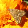 Loxostege (Crambidae, Lepidoptera)