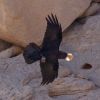Corvus ruficollis - крук пустельний