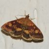Pyrausta aurata (Crambidae, Lepidoptera)