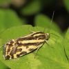 Acontia (Emmelia) trabealis (Noctuidae)