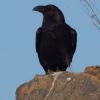 Corvus corax  Кру́к