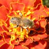 Megachile (Megachilidae)
