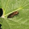 Agrilus viridicaerulans (Buprestidae)