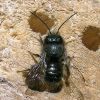 Osmia (Megachilidae)