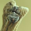 Gibbaranea bituberculata