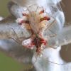 Phyllophya laciniata