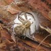 Xysticus (Thomisidae)