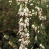 Erica × darleyensis Bean