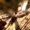 Heteroptera