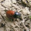 Aphodius fimetarius (Scarabaeidae)