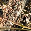 Heteroptera