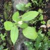 Розри́в-трава́ дрібноквітко́ва (Impatiens parviflora DC.)